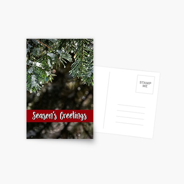 White Fir Holiday Card Postcard