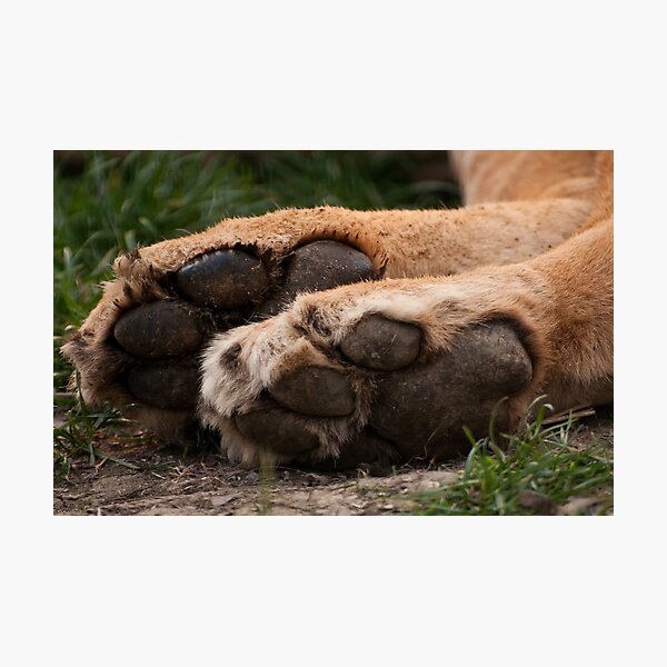 Aperçu de l'œuvre Tiny tootsies  créée et vendue par Foxfire.