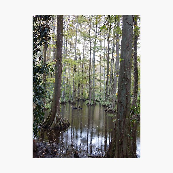 Cypress Photographic Print
