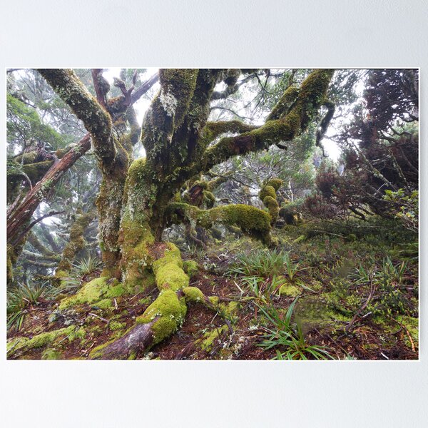 Item preview, King Billy Forest designed and sold by Mike Calder.