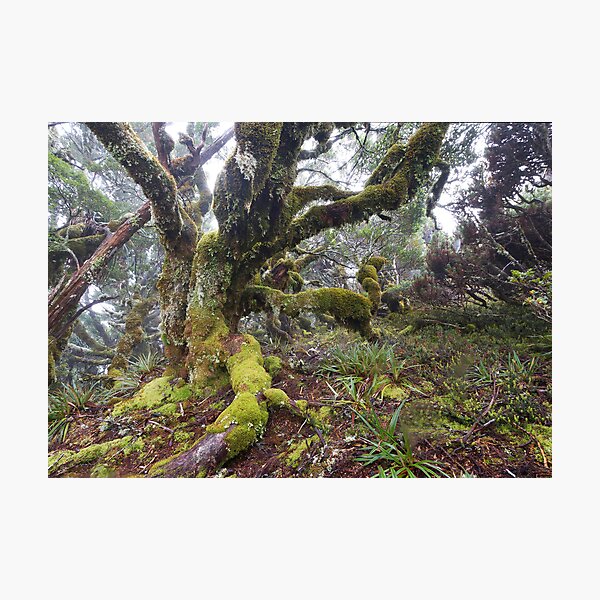 Artikelvorschau, King Billy Forest entworfen und verkauft von Mike Calder.
