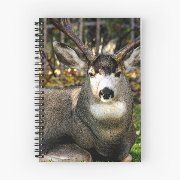 Item preview, Mule Deer Buck resting in our Backyard. designed and sold by CanadianWild418.