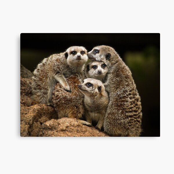 Meerkats Canvas Print