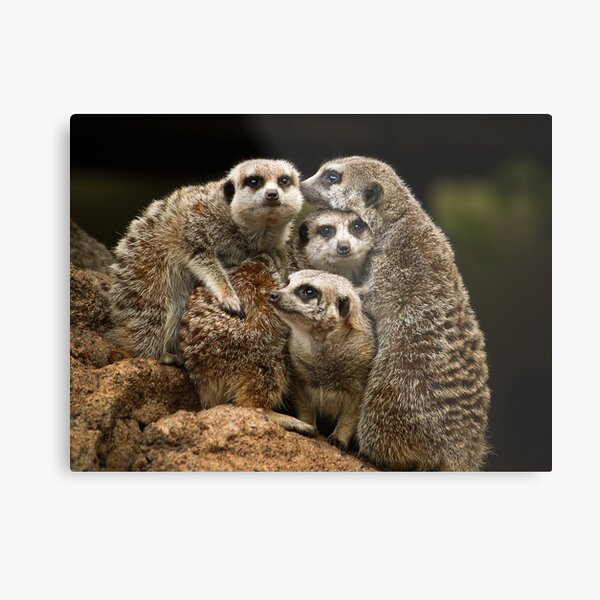 Meerkats Metal Print