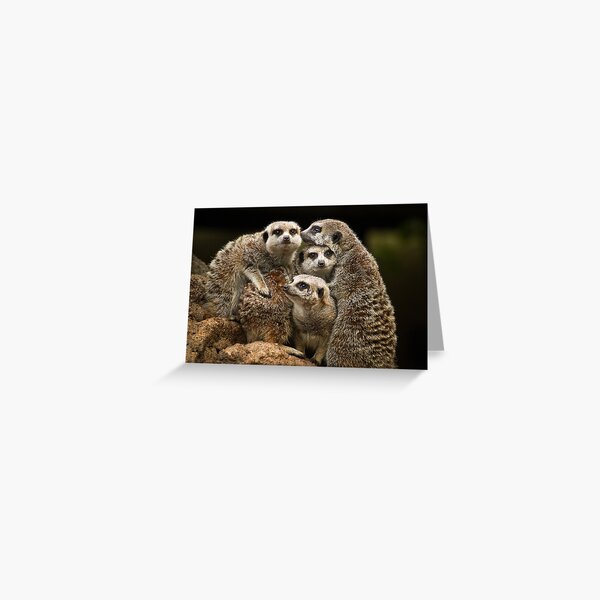 Meerkats Greeting Card