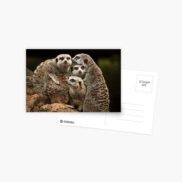 Meerkats Postcard
