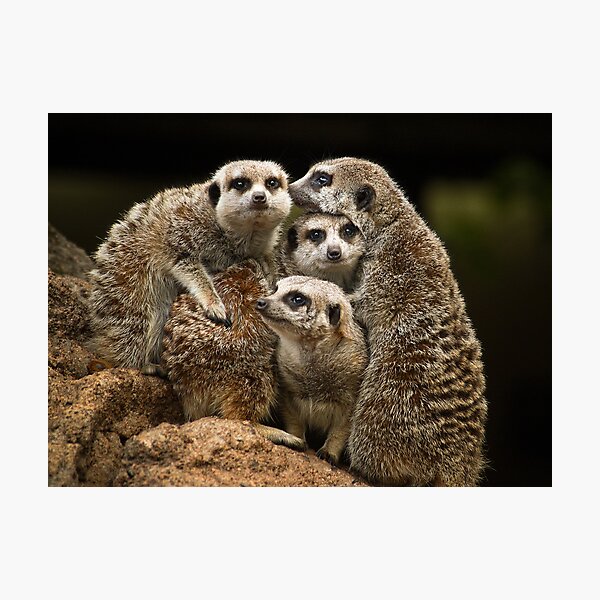 Meerkats Photographic Print