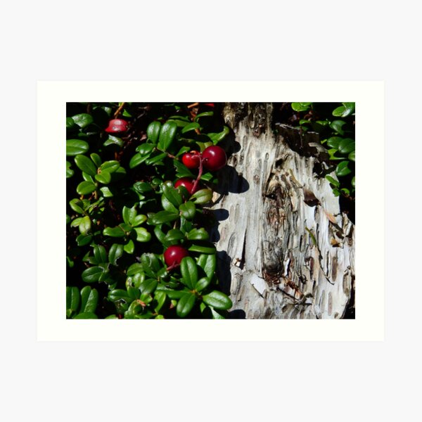 Red Berries in the Woods Art Print