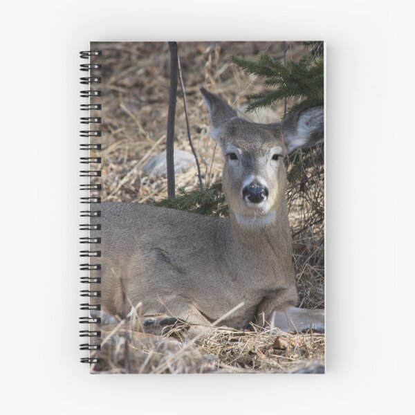 Item preview, White tailed deer chillin. designed and sold by CanadianWild418.
