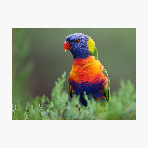 Like a Rainbow Photographic Print
