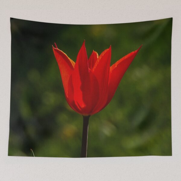 Item preview, Red tulip designed and sold by Guardi71.