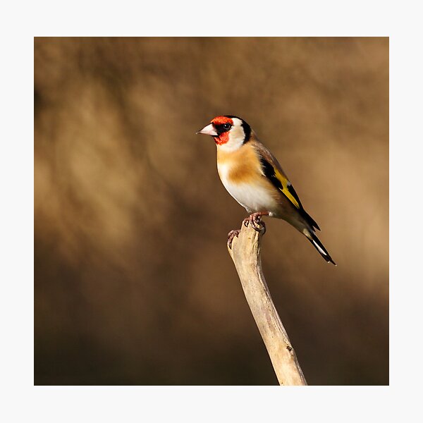 Item preview, Goldfinch designed and sold by Grant Glendinning.