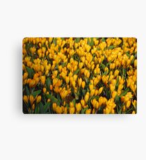 Crocuses Leinwanddruck