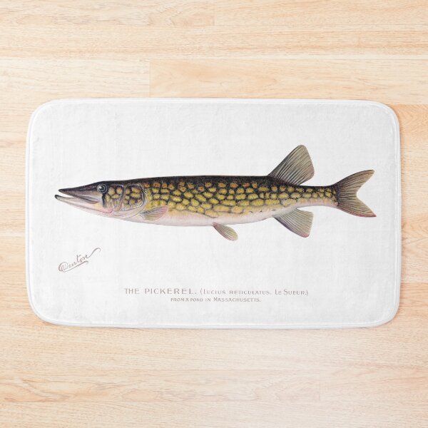 Item preview, The Pickerel from the Hudson River old print picture designed and sold by simpson92.