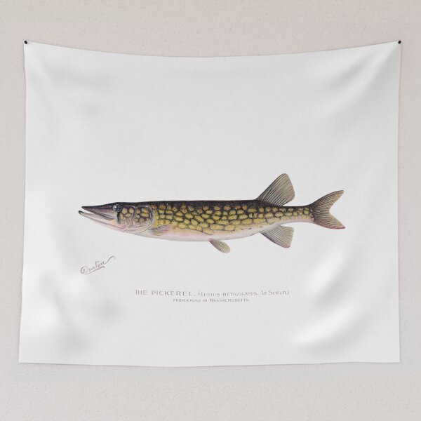 Item preview, The Pickerel from the Hudson River old print picture designed and sold by simpson92.