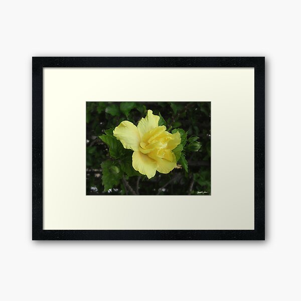 Double Yellow Hibiscus 1 Framed Art Print