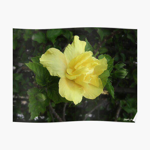 Double Yellow Hibiscus 1 Poster