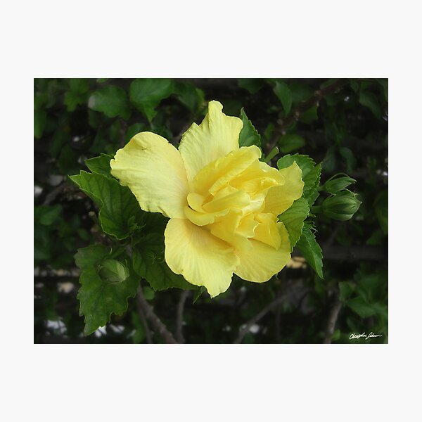 Double Yellow Hibiscus 1 Photographic Print