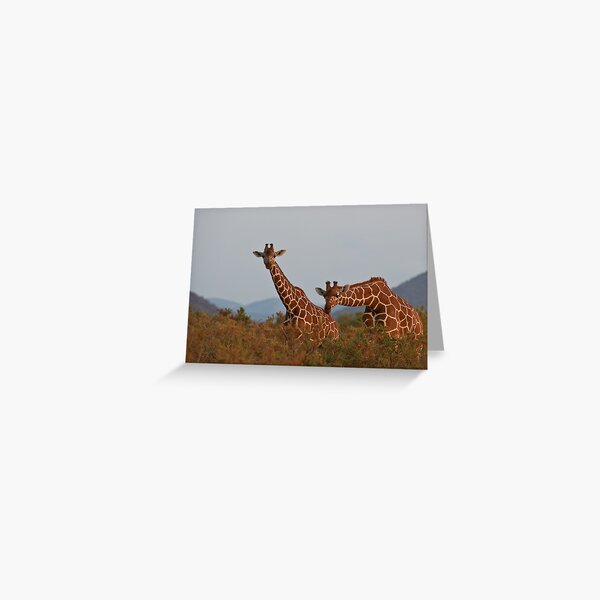 Item preview, Reticulated Giraffe - Samburu National Park, Kenya designed and sold by Sue Earnshaw.