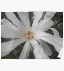 Springtime ? Poster