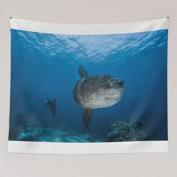Item preview, Mola Mola Duo designed and sold by Ollieunderwater.