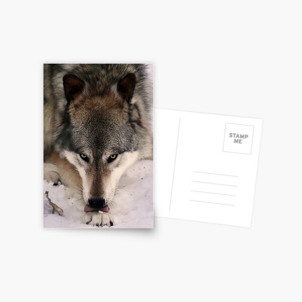Wolf's Dinner Postcard