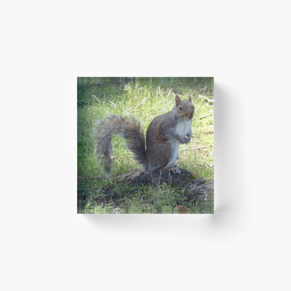 Item preview, Cutest Squirrel Ever designed and sold by Kimmary.