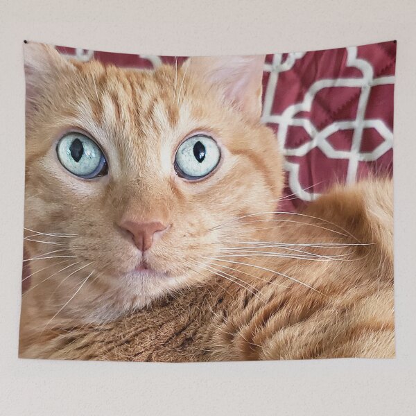 Item preview, Frankie designed and sold by Frankie Cat Photography.