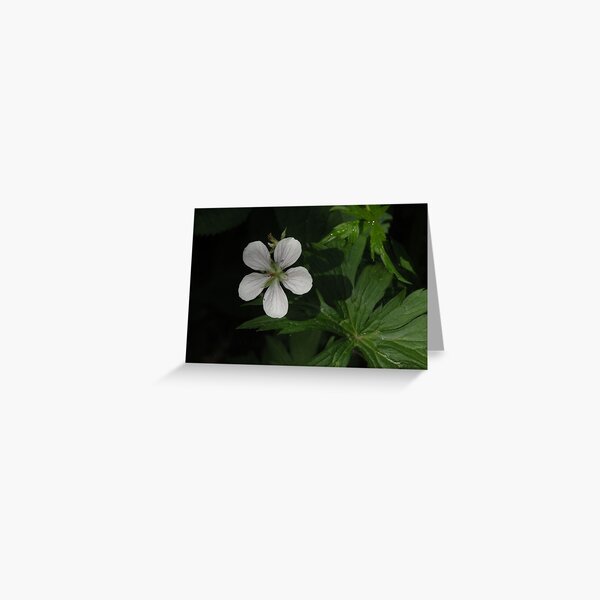 wild geranium Greeting Card