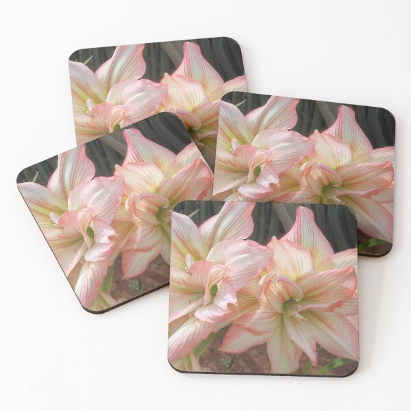 Item preview, AMAZING AMARILLAS - ‘hippy’ Hippeastrum hybrids  designed and sold by Magriet Meintjes.
