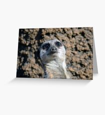 Amusing Meerkat Greeting Card