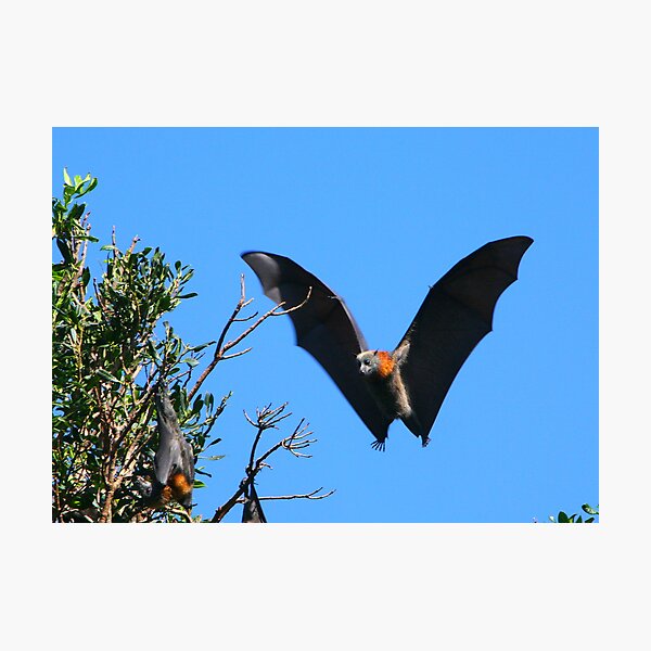 Item preview, Grey-headed Flying Fox designed and sold by naturalnomad.