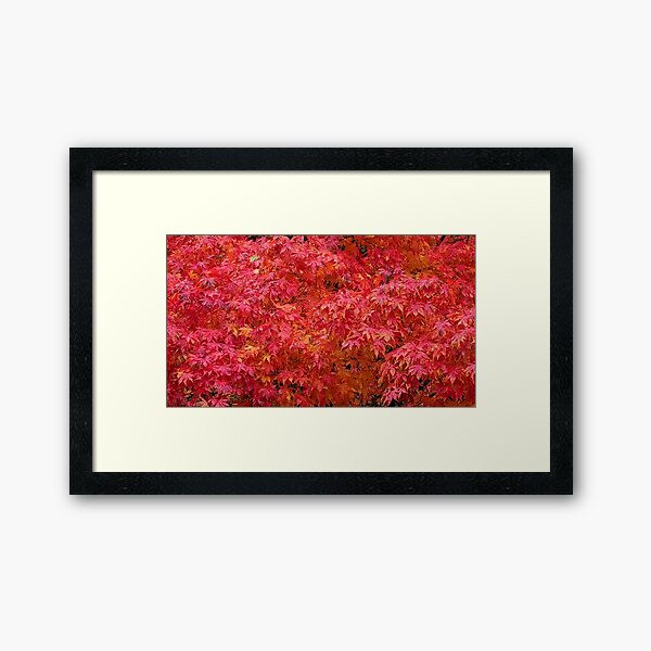 Red maple leaves Framed Art Print