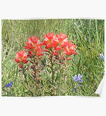 A Splash of Indian Paintbrush Poster