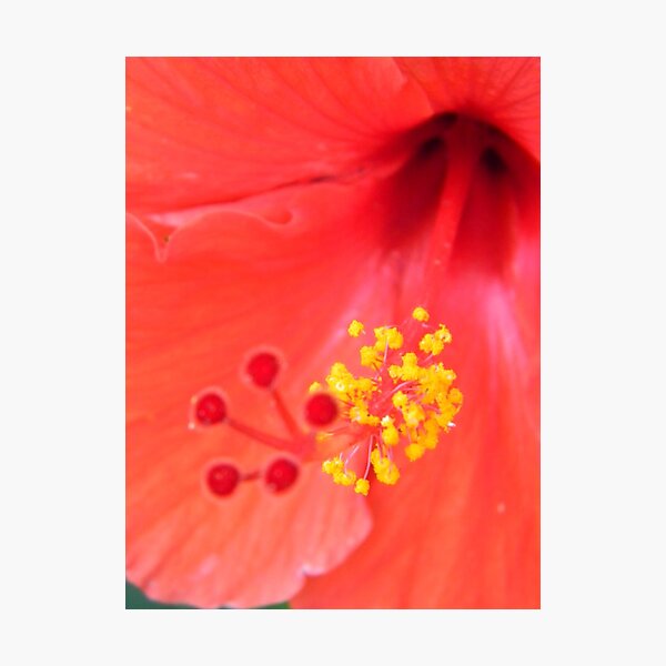 Aperçu de l'œuvre Red Hibiscus Up Close créée et vendue par Warren Thompson.