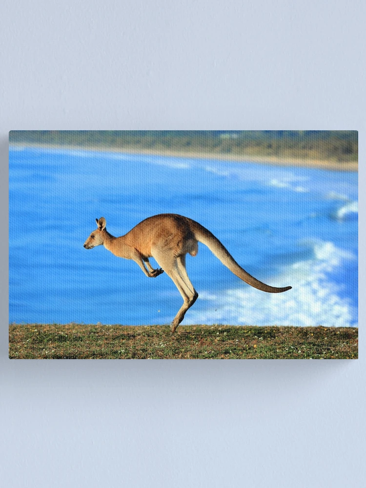 Thumbnail 1 of 3, Canvas Print, New Roo designed and sold by evolutionx.