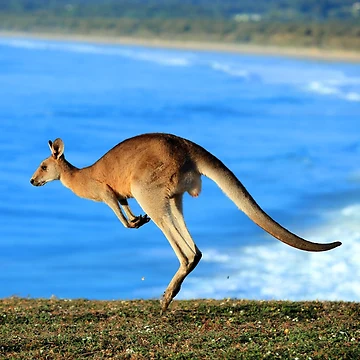 Artwork thumbnail, New Roo by evolutionx