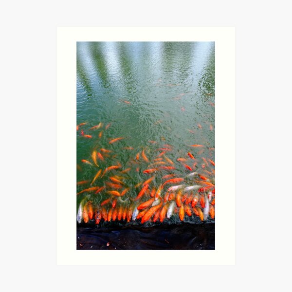 Orange Koi fish at pond edge Art Print