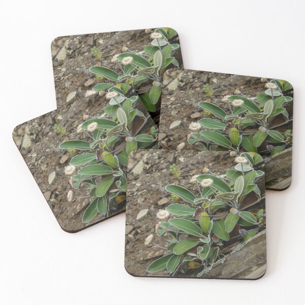 Item preview, The Marlborough Rock Daisy designed and sold by PictureNZ.