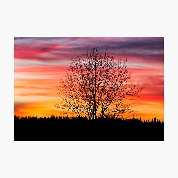 Item preview, Tree silhouette and beautiful vibrant sunset clouds designed and sold by Juhku.