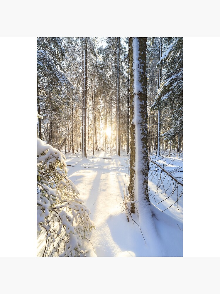 Sunshine in winter forest by Juhku