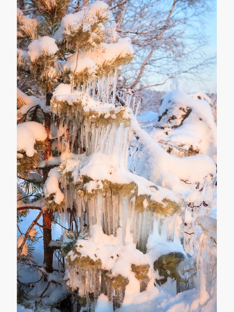 Beautiful icicles ice formation on small tree by Juhku