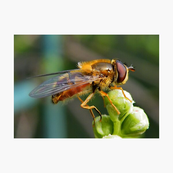 Item preview, Hoverfly  designed and sold by AnnDixon.
