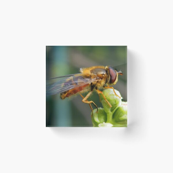 Item preview, Hoverfly  designed and sold by AnnDixon.