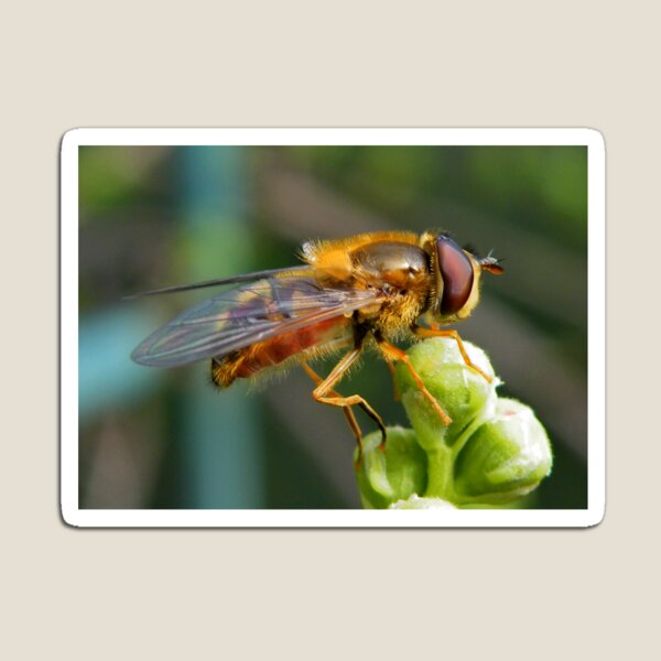Item preview, Hoverfly  designed and sold by AnnDixon.