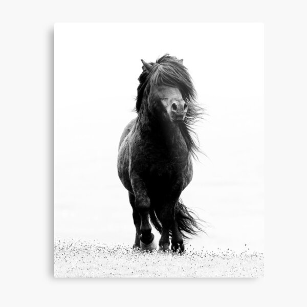 Shetland stallion B/W Metal Print
