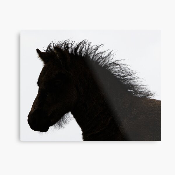 Shetland pony foal silhouette B/W Metal Print