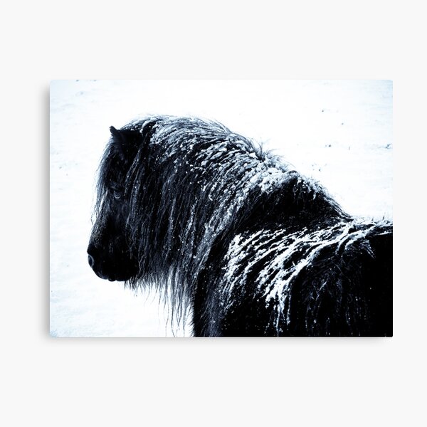 Shetland pony in the snow Canvas Print