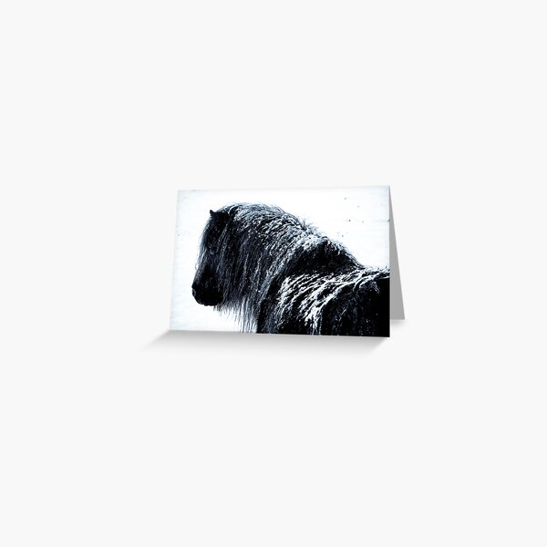 Shetland pony in the snow Greeting Card