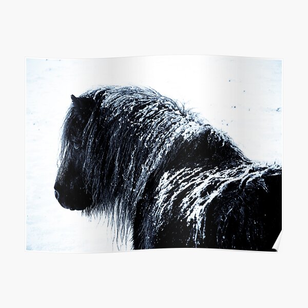 Shetland pony in the snow Poster